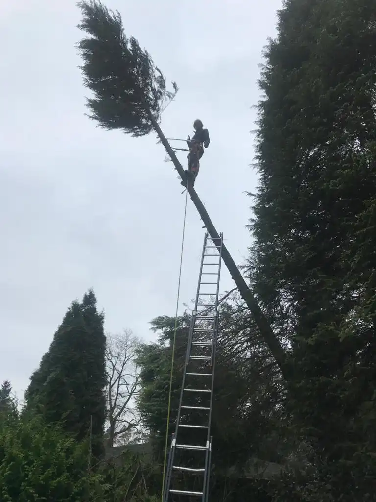 Nathan cutting the top out of a tall conifer from a ladder, the top falling away