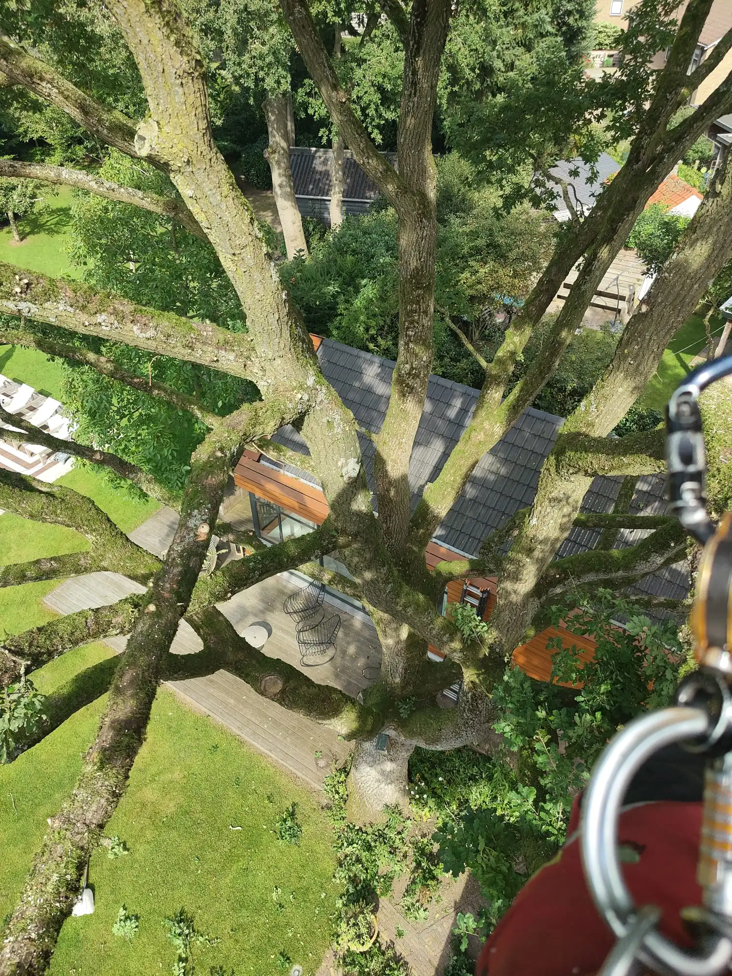 Crown of an oak seen from above, with carabiner and climbing rope in view, the house and garden below