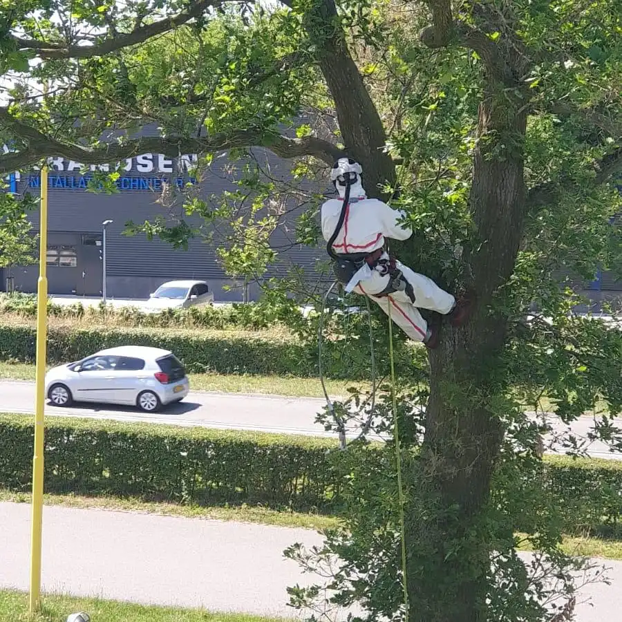 Tree surgeon in a white protective suit climbing an oak along the road to remove oak processionary caterpillar nests